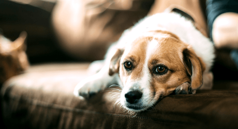 Beagle laying on a sofa 