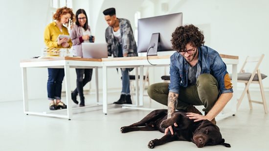 People working in an office setting with a dog
